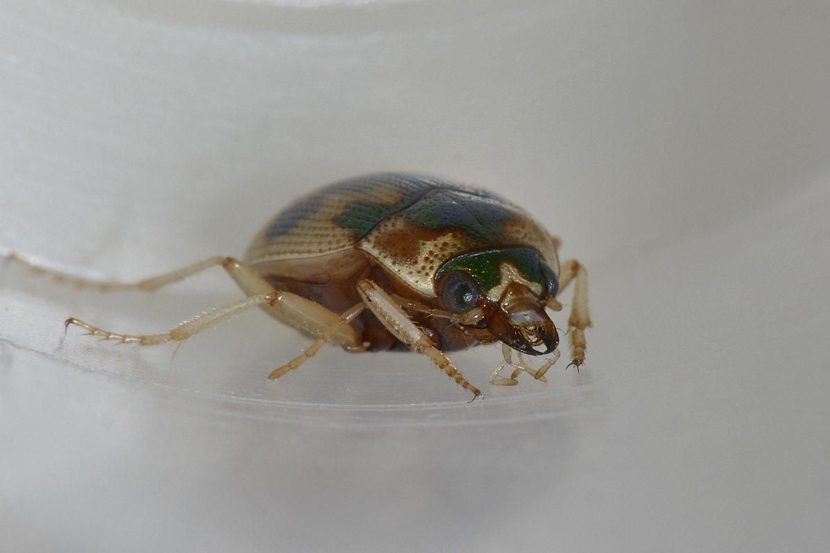 Omophron limbatum, Carabidae